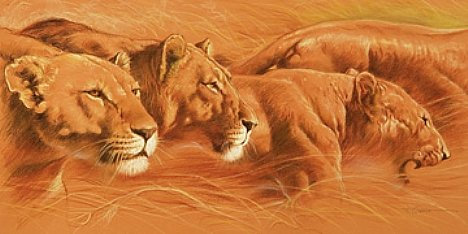 Kunstdruck 100x50 COMPACT von Casaro - Löwen Löwinnen Jagd Afrika Bild Poster Neu