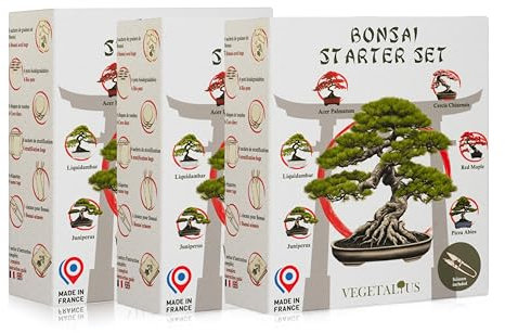 VEGETALIUS - Kit complet de 6 Bonsai avec graines & accessoires - Fabriqué en France - Idée coffret cadeau original pour femme & homme pour votre intérieur ou jardin (3)