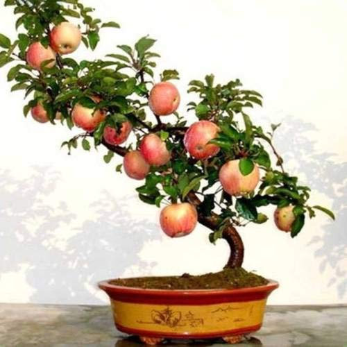 bonsai importati molto dolce mela Fuji: Seeds Only