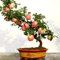 bonsai importati molto dolce mela Fuji: Seeds Only