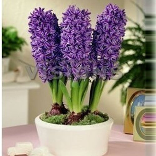 Rot: Blaue Hyazinthen Samen Hyacinthus Orientalis Blütenpflanzen Bonsai Balkon Blumensamen 16 Farben erhältlich 100 Partikel/Los