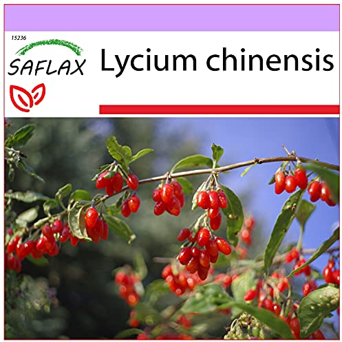SAFLAX - Heilpflanzen - Gojibeere - 200 Samen - Lycium chinensis