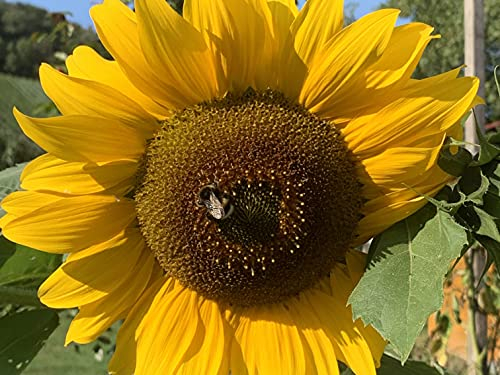 500 BIO Sonnenblumen-Samen, klassisch gelbe Sonnenblume der Sorte Peredovic mit großen gelb-goldenen Blüten, Sonnenblumensamen lat. Helianthus, biologisches Saatgut mit gelber Blüte, Bienenmagnet