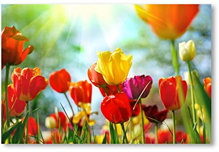 Postereck - 0027 - Tulpen, Feld Blumen Blüten Pflanzen Natur Sonne - Wandposter Fotoposter Bilder Wandbild Wandbilder - Poster - 4:3-40,0 cm x 30,0 cm