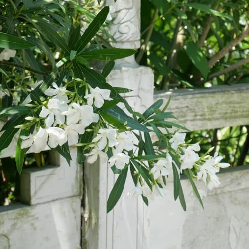 oleander blumengarten sommerblumen schmetterlingsflieder blumenwiesensaat blumensaat balkonpflanzen frühling blumendeko büropflanzen wildblumen balkonblumen dachbegrünung 25samen