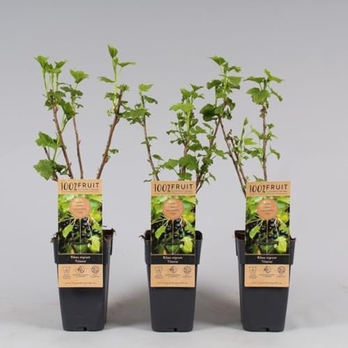 Ribes nero Ribes nigrum Titania frutti di bosco pianta in vaso ø11 cm Vivaio di Castelletto