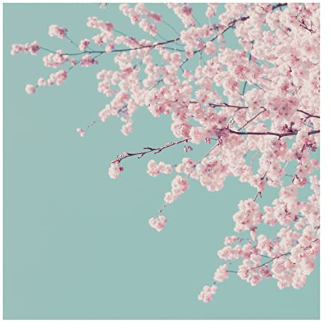 Fototapete - Japanische Kirschblüte, Material: Vlies Premium, Größe HxB: 192x192 cm