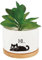 craspire Pots de Fleurs en Céramique Blanche et Chat Noir Joli Pot de Fleurs pour Plantes Succulentes Cactus Fleurs Porcelaine Plateau en Bois Trou de Drainage Décoration pour la Maison Le Bureau
