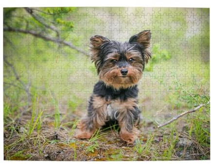 Yorkshire Terrier, kleine Welpen, Haustiere, Hunde, 500-teiliges Puzzle für Erwachsene – Holzpuzzle für Erwachsene und ältere Menschen