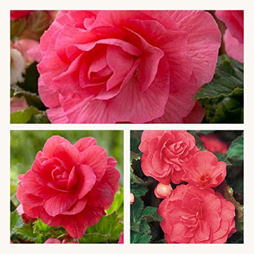 Double Begonia Pink Corms. Stunning Double Blooms Extra Large Corms Size 7/8 (10)