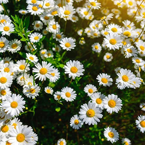 Semi Di Camomilla Pianta Tappezzante Inverno Duro Perenne Resistente Piante In Vaso Semi Di Fiori Selvatici Prato Di Fiori Regalo Giardino Fiori Da Balcone Decorazione Da Giardino 200 Chamomilla Semi