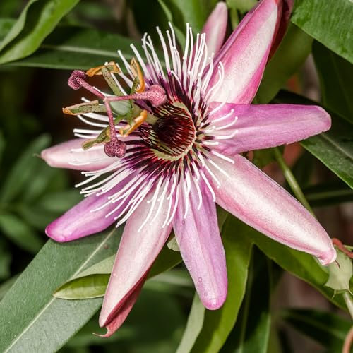 You Garden - Passiflora Victoria in a 9cm Pot - Exotic Passion Flowers for Gardens - Perfect in Pots for Patios - Passion Vine Garden Ready Plants in Pots - Perfect for Exotic Gardens