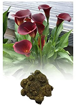 3 Zantedeschia Majestic Red Calla (Arum) Lily Bulb/Rhizome Size 22/- Summer Flowering Perennial : - by GARTHWAITE NURSERIES® : - UK Stockist