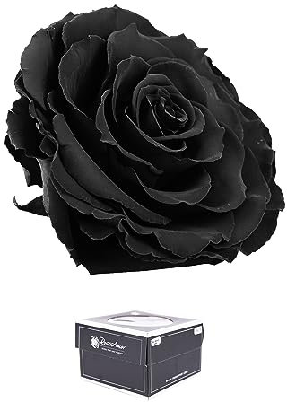 Ewige Rose Infinity Rosen in Geschenkbox Deko Rosenblätter getrocknet Echte konservierte Rosen Rosenkopf Rosenbox Muttertagsgeschenk (Geschenkbox Bonita Schwarz)