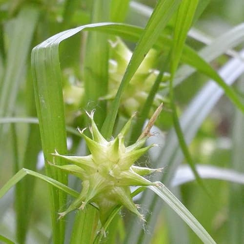 6x Morgenstern-Segge - Carex grayi - Topf 9x9cm - Auffälliges Ziergras für Garten