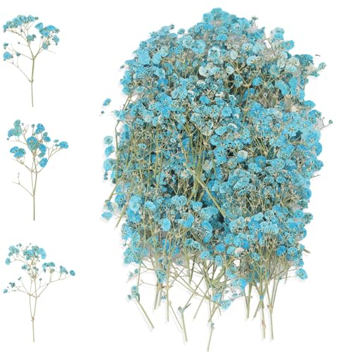 Graplan 100 Stück Blau Schleierkraut Getrocknet, Trockenblumen zum Basteln,Trockenblumen Klein, Natürliche Getrocknete Blumen, Gepresste Blumen, Baby’s Breath Blumen für DIY Kerze Harz Schmuck