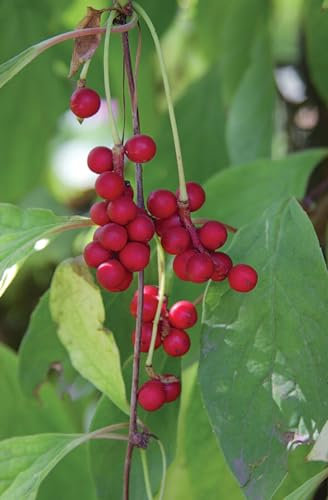 Chinesisches Spaltkörbchen Schisandra chinensis Pflanze 35-40cm Wu-Wei-Zi-Beere