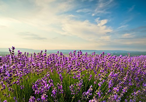 wandmotiv24 Fototapete Lavendel, L 300 x 210 cm - 6 Teile, Wanddeko, Wandbild, Wandtapete, Feld, Meer-blick, Himmel M0411