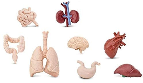 Miniblings 7X Miniatur Organe Set – Medizinische 3D-Modelle menschlichen Organe – Herz, Gehirn, Lunge, Nieren und mehr - Medizin Anatomie Arzt