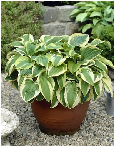 Stauden Gänge 5 x Hosta sieboldiana 'Wide Brim' Funkie, Herzblatt