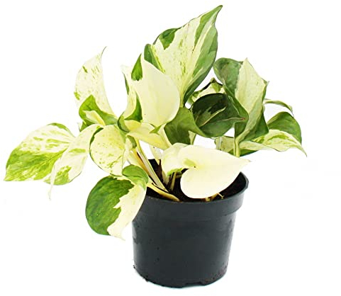 Exotenherz - Weiß-bunte Efeutute - Epipremnum Happy Leaf - Scindapsus - 12cm Topf - rankende Zimmerpflanze
