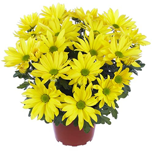 Chrysanthemum Flor Amarilla Planta Natural Crisantemo Amarillo