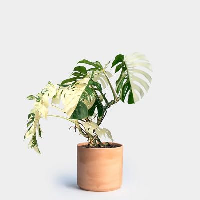 Neue frische 50 Stück Monstera Pflanzensamen weiß