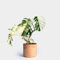 Neue frische 50 Stück Monstera Pflanzensamen weiß