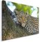 Feeby. Wandbild - 1 Teilig - 50x70 cm, Leinwand Bild Leinwandbilder Bilder Wandbilder Kunstdruck, LEOPARD, TIER, AFRIKA, BRAUN
