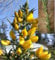 Ulex europaeus - Stechginster - Strauch 40-60 cm -