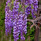 Luojuny Semi di glicine, 50 pezzi/borsa semi di glicine piante rampicanti perenni ben fiorite semi di fiori di glicine viola per parco Semi di glicine sinensis