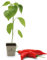 FLORTUS 2300-0118 Chilipflanze Putamayo (Chilipflanzen), Menge:1 Pflanze