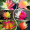 20 pcs Lotus Samen Winterhart, Lotus Blume Blumen Balkon, Bonsai Samen Nelumbo Nucifera - Wasserpflanzen Für Aquarien Exotische Pflanzen, Garten Geschenke Für Frauen Teichpflanzen