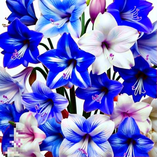 Seltene gemischtfarbige Amaryllis, winterharte Zwiebel, fast kugelförmig, extrem winterhart, farbenfrohe Innen- und Terrassendekoration, für Anfänger im Gärtnern-1 zwiebel