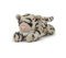 Unbekannt Stofftier Schneeleopard 13 cm, Pettie, Kuscheltier, Plüschtier, Raubkatze, Leoparden