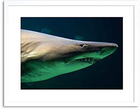 The Art Stop PHOTO NATURE SANDTIGER SHARK RAGGED TEETH JAWS AUSTRALIA FRAMED PRINT F97X6263