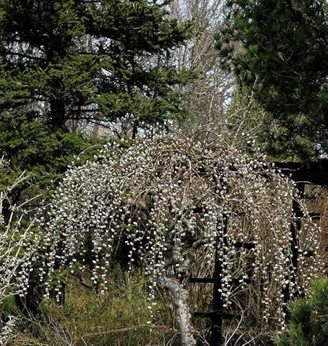 Hängekätzchen-Weide Kilmarnock 80-100cm - Salix caprea