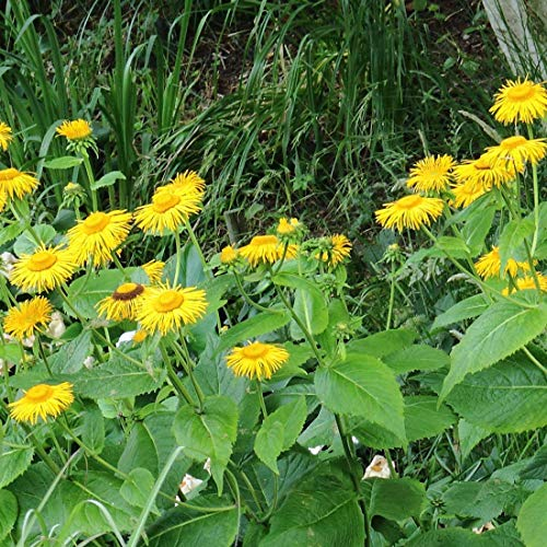 6 x Großblumiger Scheinalant - Telekia Speciosa Topf 9x9cm: Prächtige Staude für halbschattige Standorte