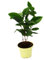 Véritable plante de thé - Camelia sinensis
