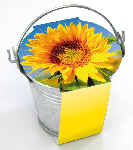 Bull & Bear Zinkeimerchen Zwergsonnenblume inkl. Pflanzanleitung, ca. 55 x 60 mm