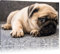 Pixxprint Süßer Mops auf Teppich, Größe: 60x40cm, Leinwandbild, fertig gespannt, Wandbild, Dekoration, Kunstdruck, kein Poster