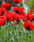 200 Semi di Papavero Ladybird - fiori giardini piante - sementi contadine riproducibili - SemiWild