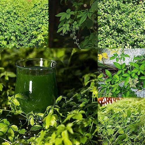 550 pcs jiaogulan samen bio - pflanzen garten luftreinigende zimmerpflanzen,Gynostemma pentaphyllum, pflanztöpfe robuste balkonpflanzen winterhart winterharte kübelpflanzen zimmerpflanze