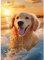 DPIDEA Hund Diamant Painting Bilder für Erwachsene, 5D Welpe Diamond Painting, DIY Diamond Painting Bilder Hund, Runde Steine Diamant Painting für Zuhause Dekor 30x40 cm