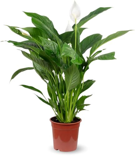 Attitude Jardin - Spathiphyllum - fleur de lune - 110-120 cm - ⌀ 24 cm - plante d'intérieur