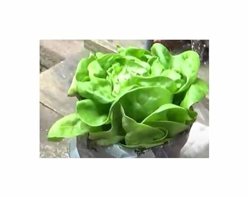 Stk - 200 Pillen Kopfsalat Pillensaat Attractie Garten Pflanzen - Samen F-S318 - Seeds & Plants Shop by Ipsa
