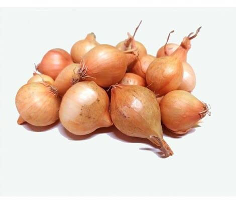 Bulbo de cebolla para plantar variedad paja virtudes 450gr - Wam