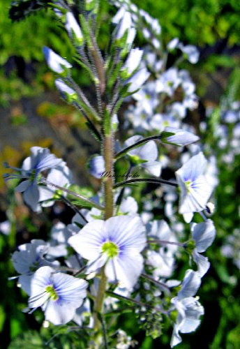 Staudenkulturen Wauschkuhn Veronica gentianoides - Ehrenpreis - Staude im 9cm Topf