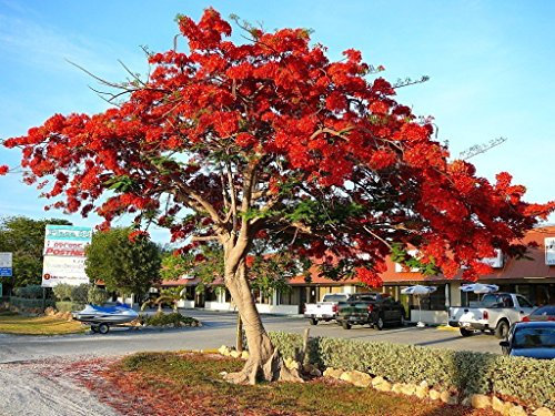 Royal Poinciana Delonix albero flamboyan semi esotici 20 semi di fiori rossi