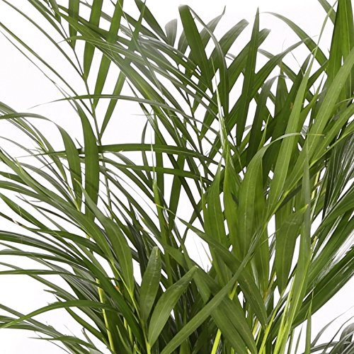 Areca maceta 14cm. - Altura total aprox.60cm. - Planta viva - (Envío sólo a Península)